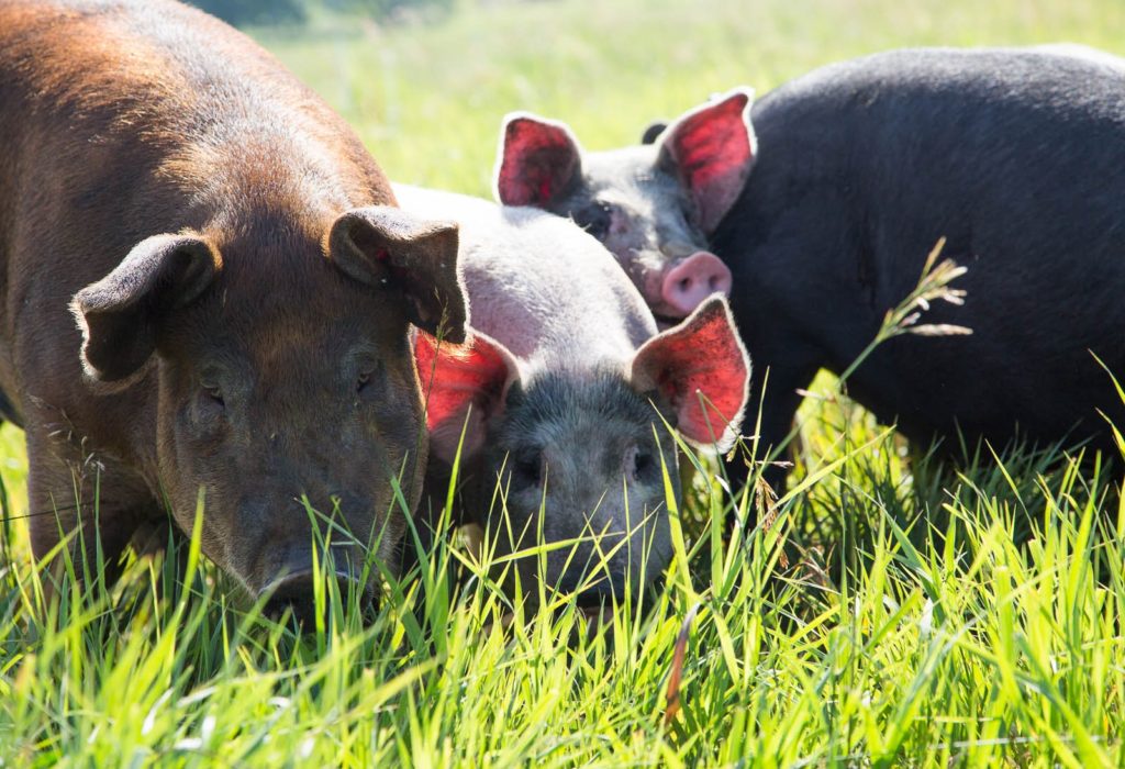 Heritage Pork at TC Farm