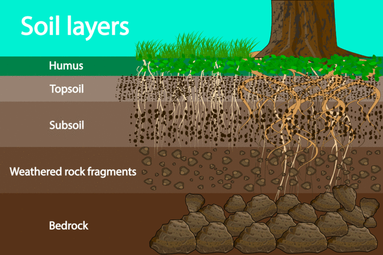 Healthy Soil In 5 Easy Steps - Lakewinds Food Co-op