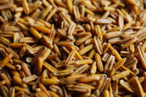 a close-up of Kernza® perennial grains