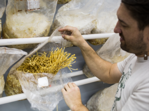 Mushroom Grower Checking How a Mushroom is Growing