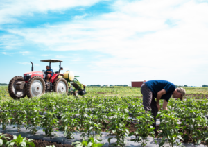 Farmers Working in Field, Tractor in the Background